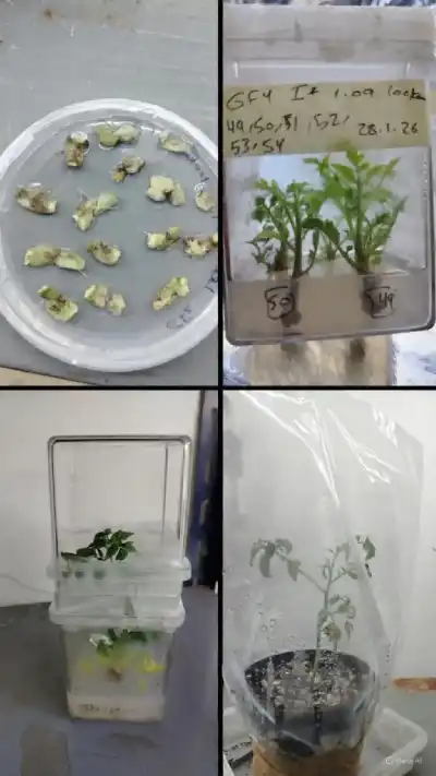 فريق بحثي أردني يطوّر نبات بندورة