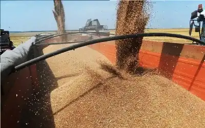 حبوب التيف.. سر التفوق الأولمبي والكنز