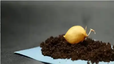 حمص على سطح القمر.. نجاح أول