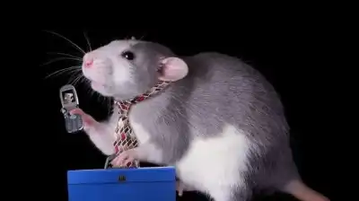 التمسك بالحكم وانتقال السلطة بمجتمع الجرذان..