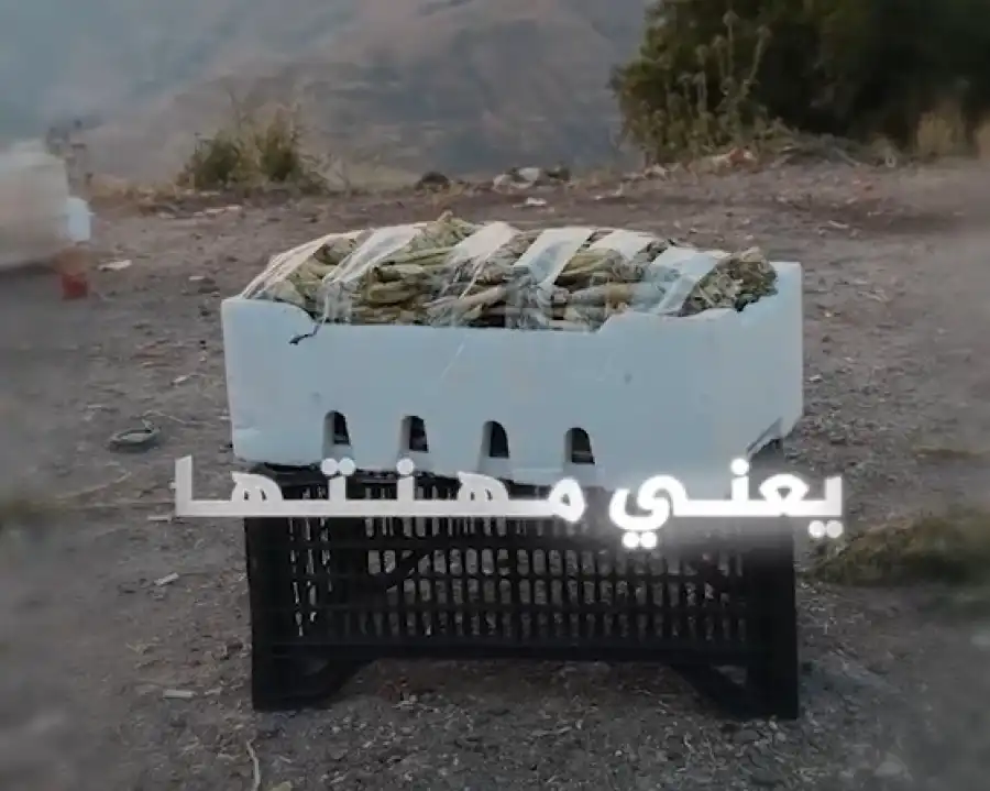 مدار الساعة,Video,فيديو,أخبار خفيفة ومنوعة,مناسبات أردنية