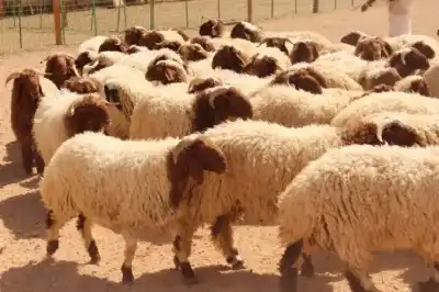 الخريسات ينفي ما يتم تداوله بشأن