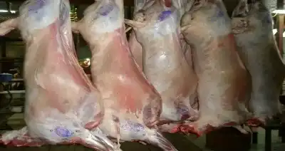 بلدية المفرق الكبرى تضبط كميات من