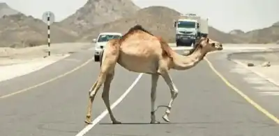 العقبة: مهلة 48 ساعة لأصحاب الإبل