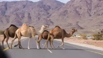 سلطة العقبة تمهل أصحاب الإبل السائبة