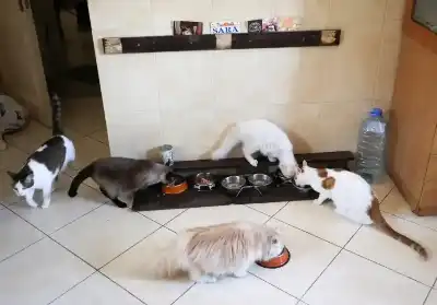 هل تسبب القطط الربو للأطفال حقا؟