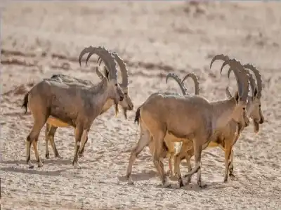 لماذا باتت 134 كائنا حيا نادرا