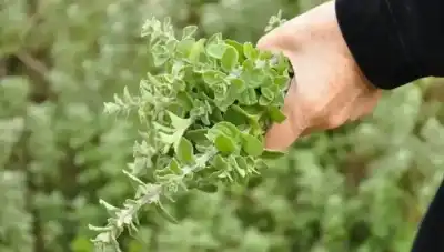الزعتر الأردني.. كنز غذائي وتجاري متجذر