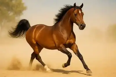 أنساب الخيل وفقه لغتها: كيف حول