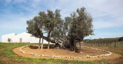 عاصرت العصر البرونزي ولا تزال تثمر..
