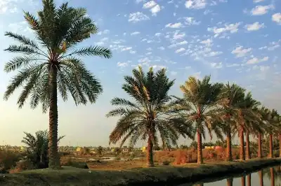 النخيل في غور الأردن.. إرث زراعي