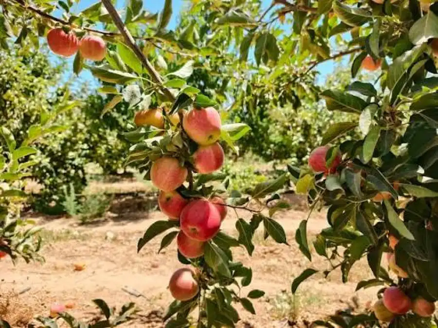 مدار الساعة,أخبار اقتصادية,وزارة الزراعة,وكالة الأنباء الأردنية