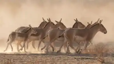 حمير أردنية لإنقاذ الفصيلة البرية الآسيوية