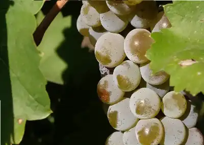 أمل عصبي من عناقيد ألفا.. مركب