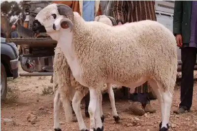 عن العقيقة.. وبعض من أحكامها