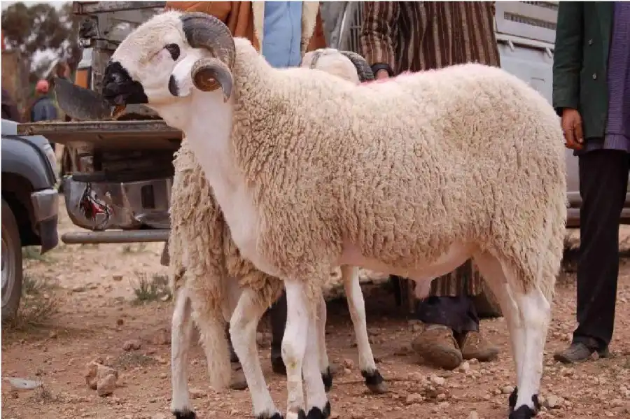 مدار الساعة,شؤون دينية