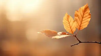 الأردن يستقبل الخريف فجر الأربعاء