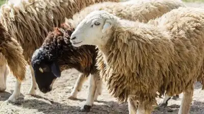 المفرق: دعوة مربي الثروة الحيوانية لتجديد