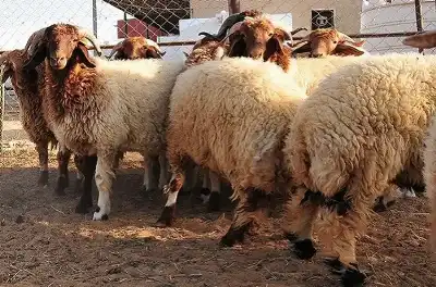 الزراعة الأردنية تمنع تصدير الخراف المحلية..