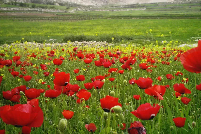 مدار الساعة,درجات الحرارة,البحر الميت,دائرة الأرصاد الجوية,العقبة,عمان,