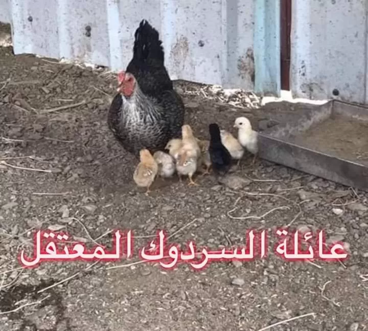 مدار الساعة,أخبار خفيفة ومنوعة