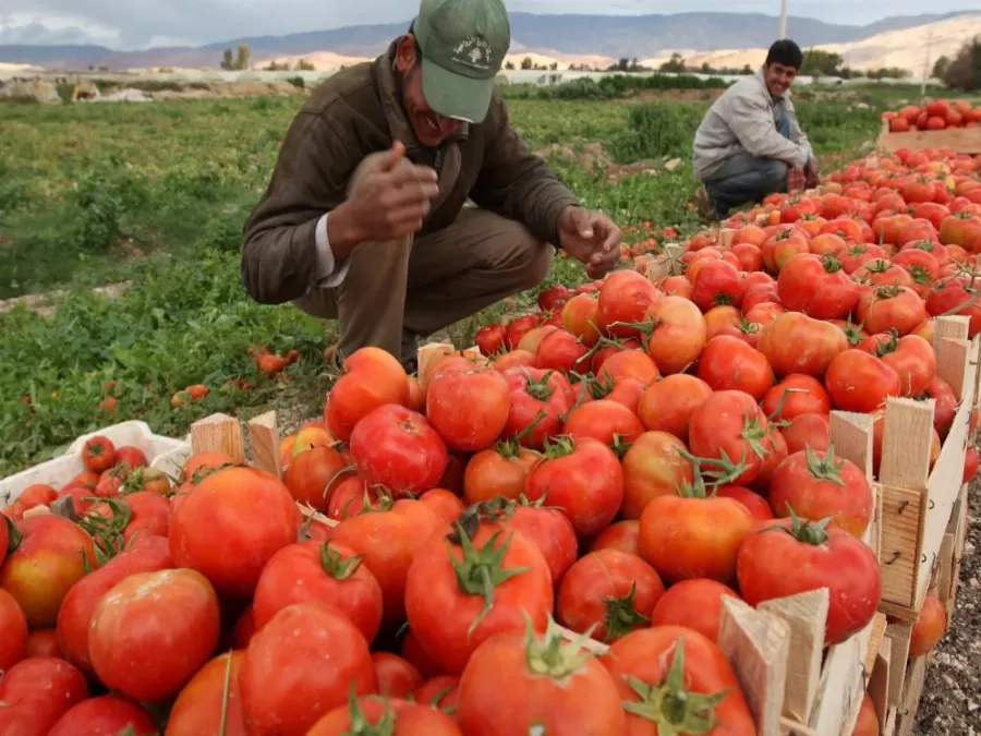 مدار الساعة,أخبار الأردن,اخبار الاردن,وزارة الزراعة