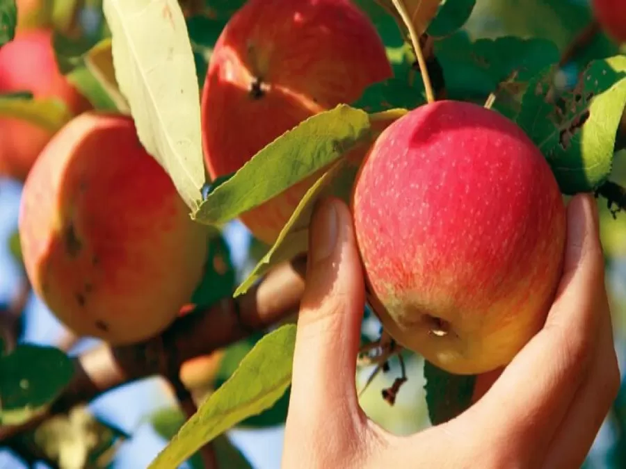 مدار الساعة,أخبار الأردن,اخبار الاردن,وزارة الزراعة