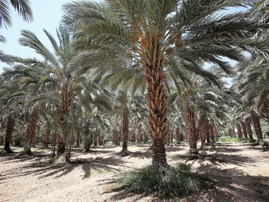 مدار الساعة,أخبار اقتصادية