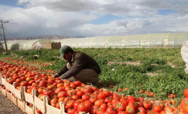 مدار الساعة,أخبار الأردن,اخبار الاردن,وزارة الزراعة