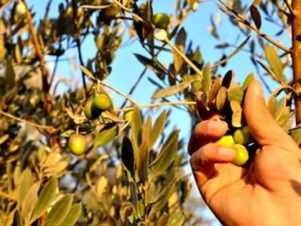 مدار الساعة,أخبار الأردن,اخبار الاردن,مؤسسة الغذاء والدواء,وزارة الزراعة