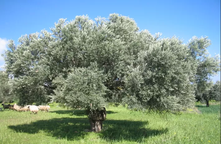 مدار الساعة,أخبار الأردن,اخبار الاردن,المركز الوطني للبحوث الزراعية,وزارة الزراعة,الجامعة الأردنية,جامعة جرش