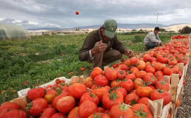 مدار الساعة,أخبار الأردن,اخبار الاردن,وزارة الزراعة