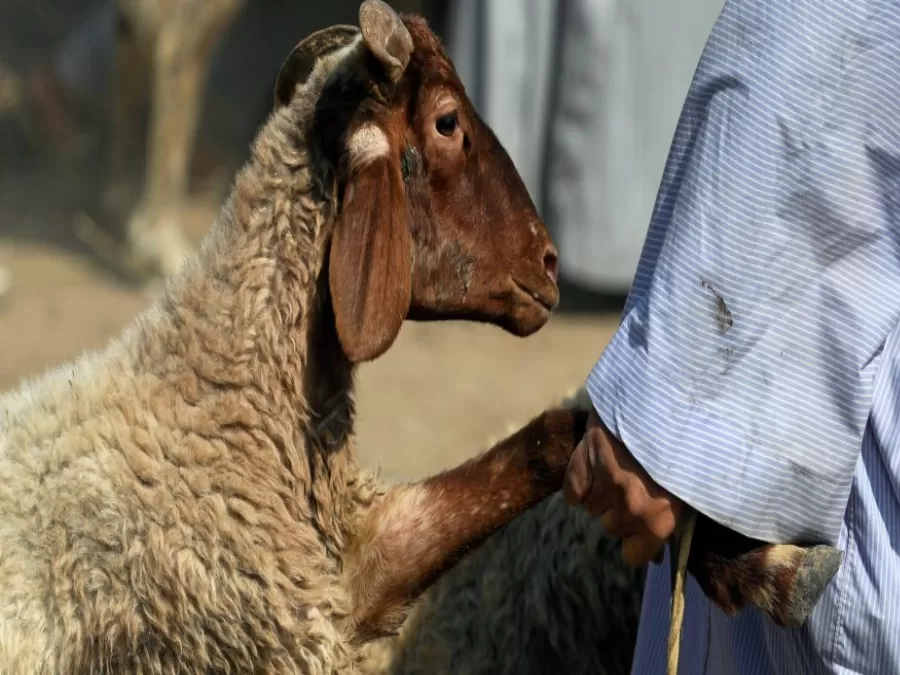 مدار الساعة,أخبار الأردن,اخبار الاردن,دائرة الإفتاء العام