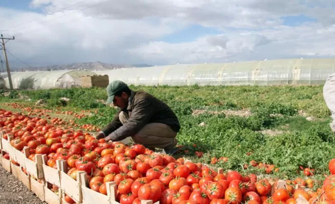 مدار الساعة,أخبار اقتصادية,المركز الوطني للبحوث الزراعية,المؤسسة الأردنية لتطوير المشاريع الاقتصادية,وزارة الزراعة