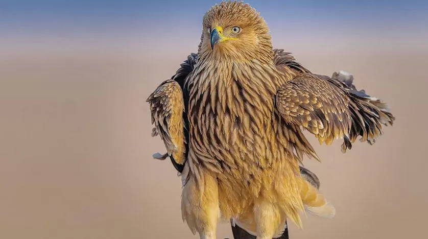 مدار الساعة,أخبار السياحة في الأردن