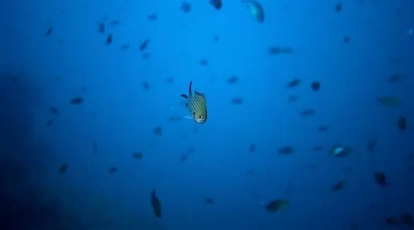 أصوات حيوانية غامضة في أعماق البحار