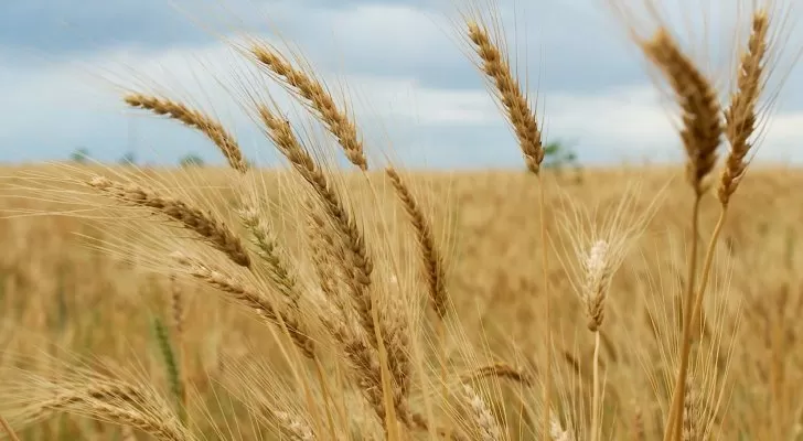 تقرير: العالم العربي يخشى نقص القمح