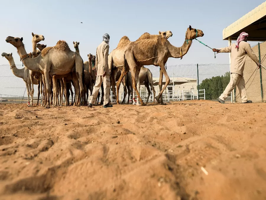 الأردن يبحث مع “أكساد” تطوير قطاع