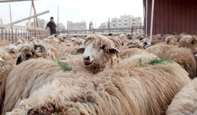 مدار الساعة,أخبار الأردن,اخبار الاردن,وزارة الزراعة