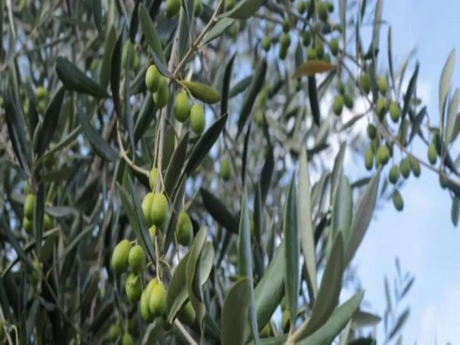 مدار الساعة,أخبار الأردن,اخبار الاردن