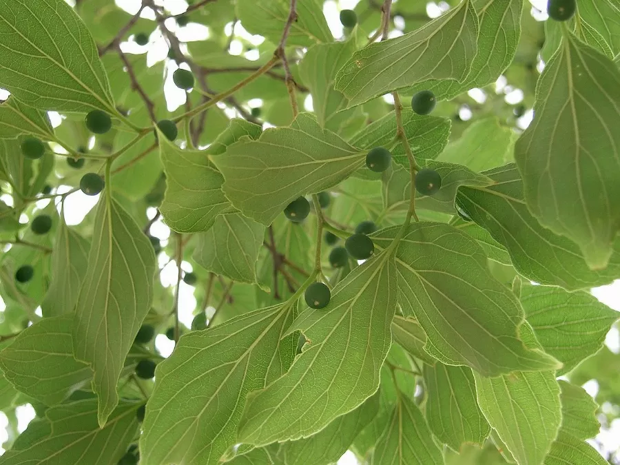 مدار الساعة,أخبار الأردن,اخبار الاردن