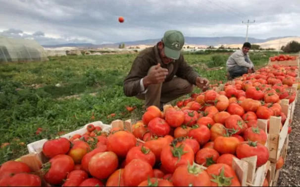 مدار الساعة,أخبار الأردن,اخبار الاردن,وزير الزراعة,وزارة الزراعة,التنمية المستدامة,البحر الميت