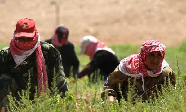 مدار الساعة,أخبار الأردن,اخبار الاردن,وزارة الزراعة