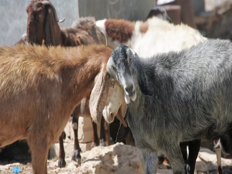 مدار الساعة,أخبار الأردن,اخبار الاردن