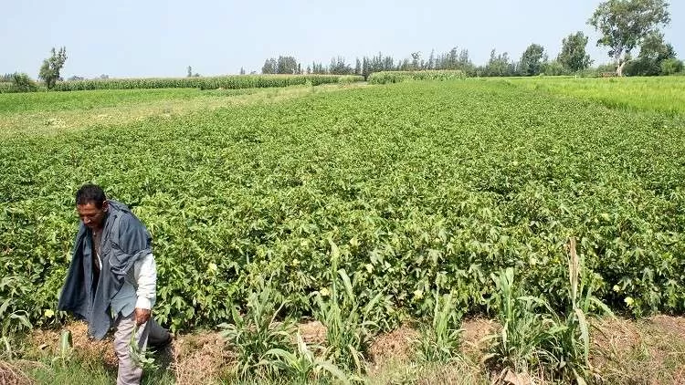 مدار الساعة,أخبار عربية ودولية,وزارة البيئة,وزارة الزراعة