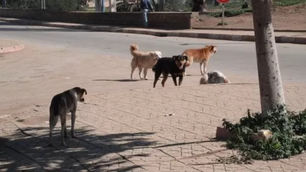 مدار الساعة,أخبار الأردن,اخبار الاردن,وزارة الزراعة