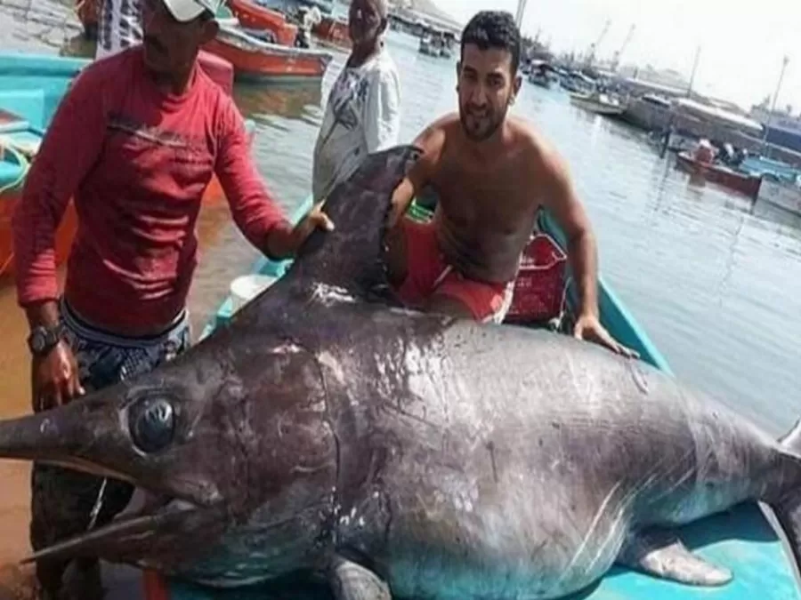 مدار الساعة,أخبار الأردن,اخبار الاردن